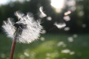 How to Make Your Wish Come True 9 Steps to Manifestation
